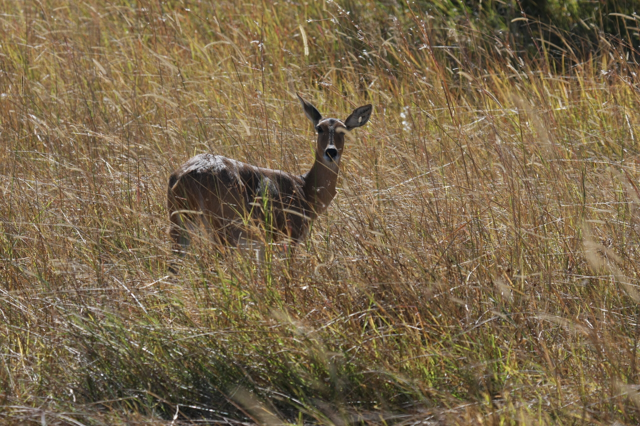 [19539] 2016_06_28_05_19_01_Africa_Canon_EOS_40D_IMG__03015.jpg