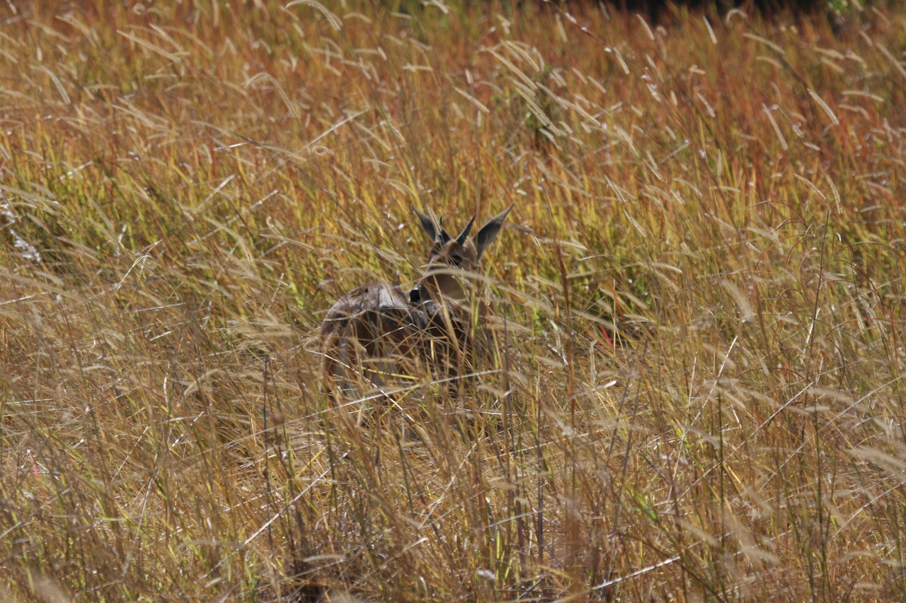 [19548] 2016_06_28_05_19_08_Africa_Canon_EOS_40D_IMG__00632.jpg