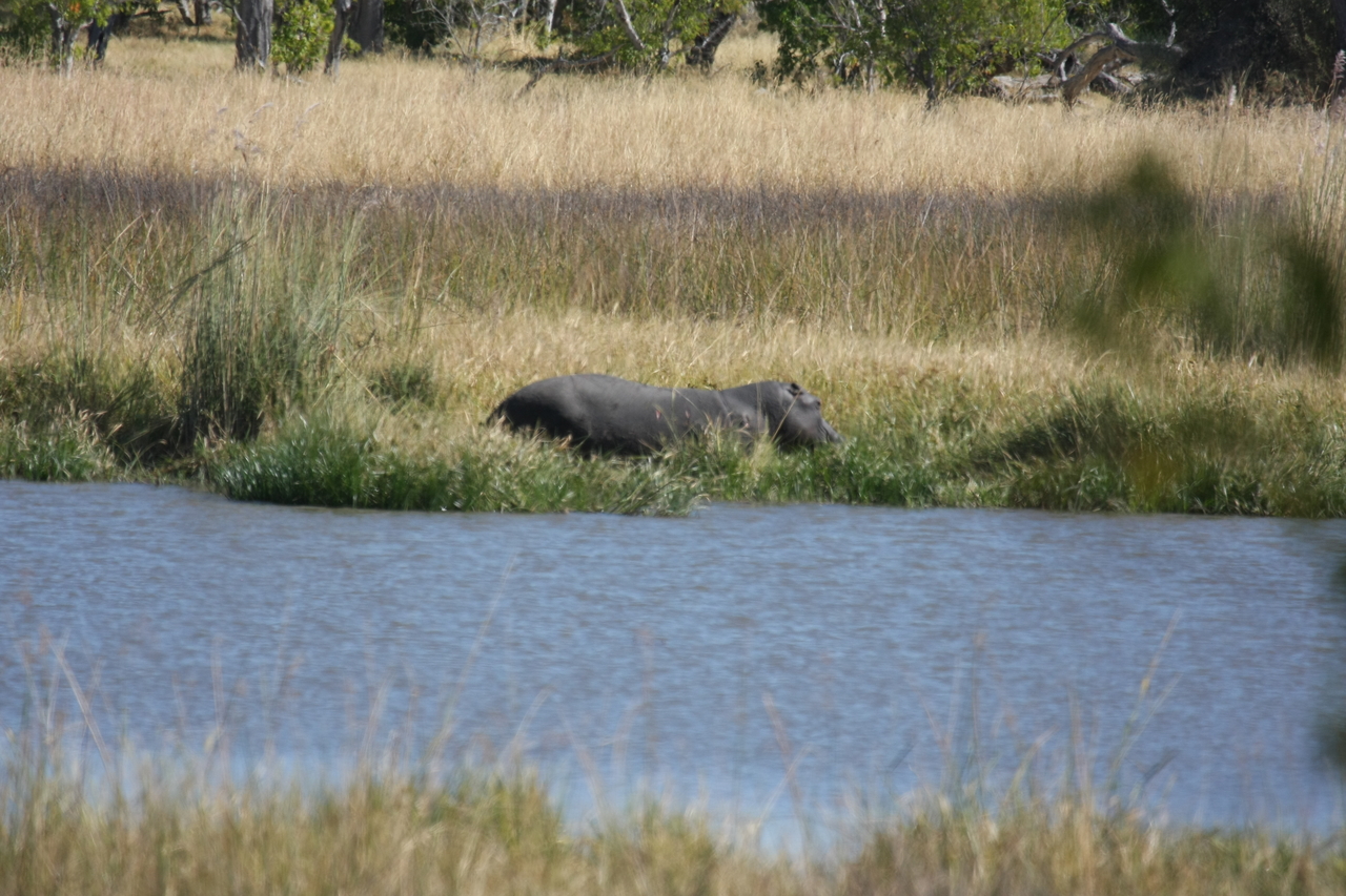 [19559] 2016_06_28_05_23_36_Africa_Canon_EOS_40D_IMG__03021.jpg