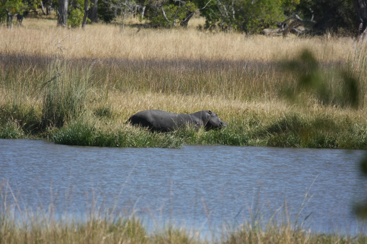 [19560] 2016_06_28_05_23_36_Africa_Canon_EOS_40D_IMG__03023.jpg