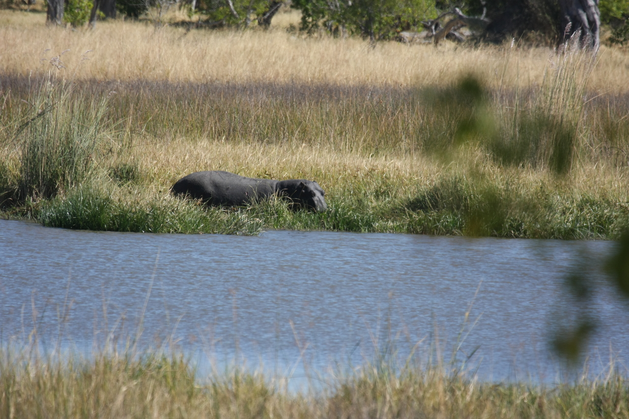 [19579] 2016_06_28_05_23_42_Africa_Canon_EOS_40D_IMG__00644.jpg