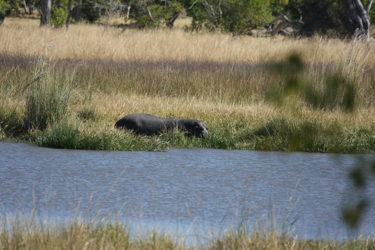 [19590] 2016_06_28_05_23_48_Africa_Canon_EOS_40D_IMG__00648.jpg