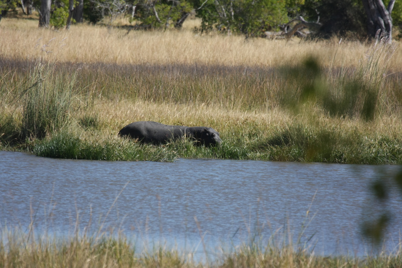 [19592] 2016_06_28_05_23_48_Africa_Canon_EOS_40D_IMG__03034.jpg