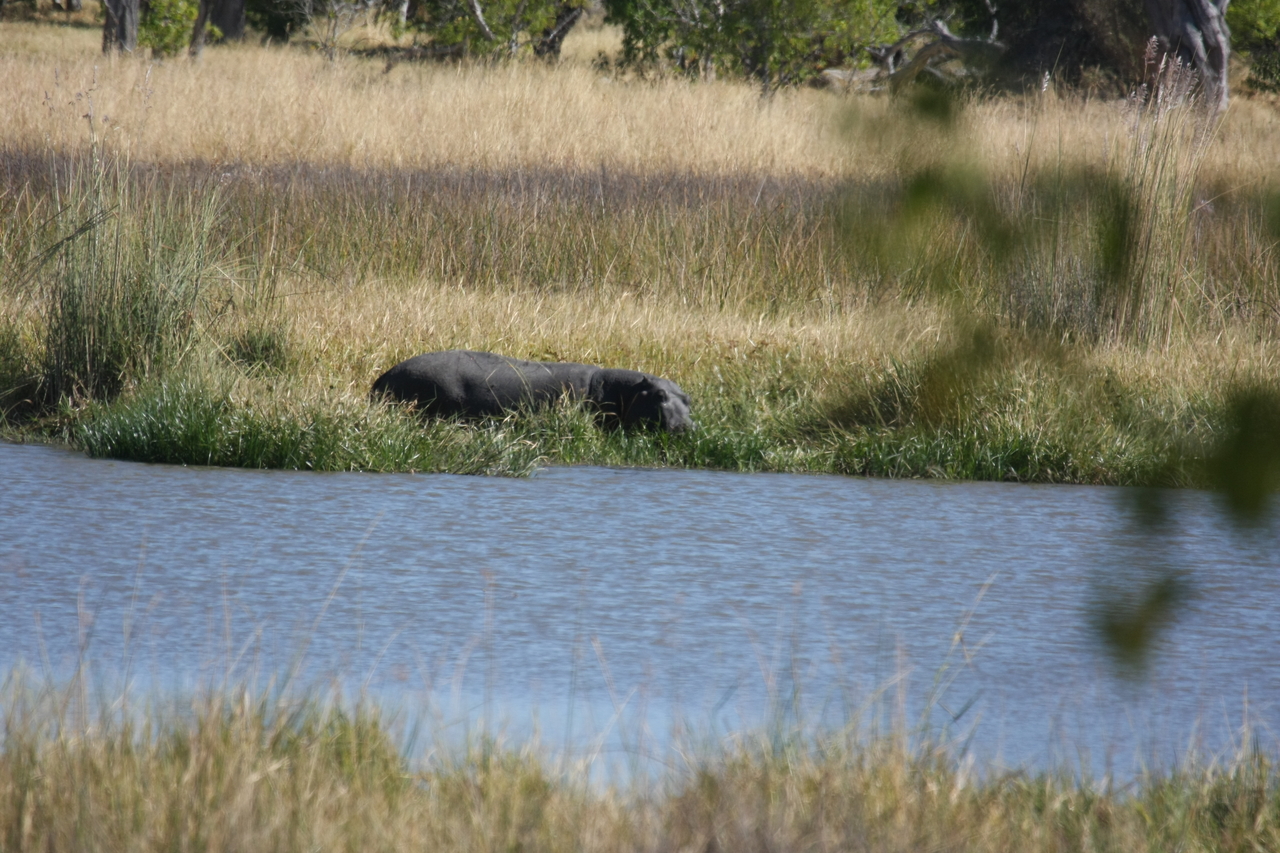 [19619] 2016_06_28_05_24_24_Africa_Canon_EOS_40D_IMG__00658.jpg