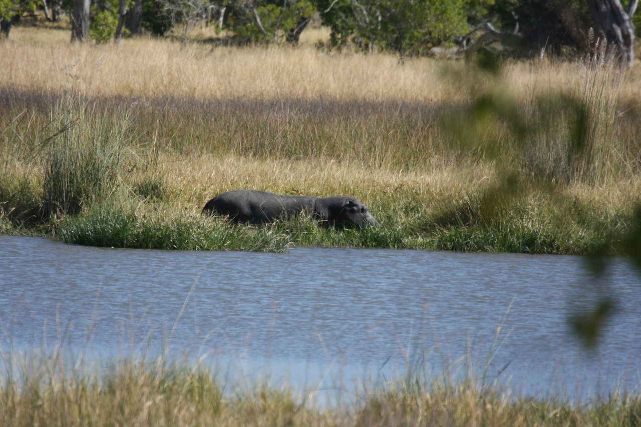 [19633] 2016_06_28_05_24_29_Africa_Canon_EOS_40D_IMG__10496.jpg