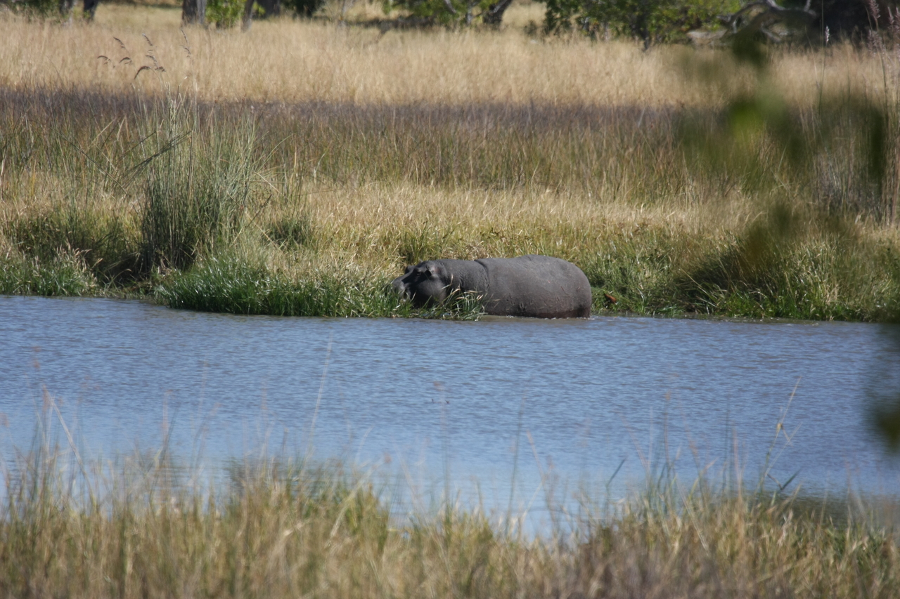 [19655] 2016_06_28_05_26_56_Africa_Canon_EOS_40D_IMG__03058.jpg