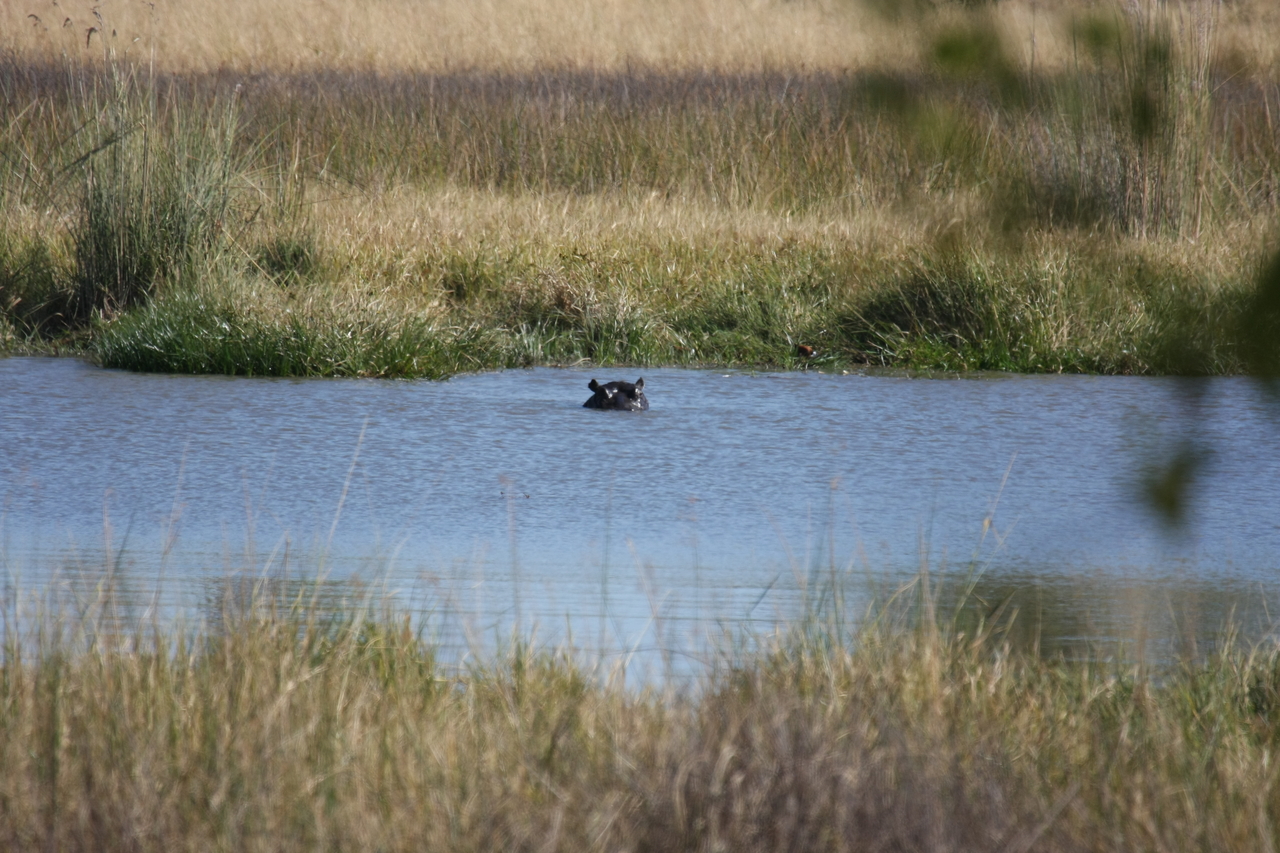[19685] 2016_06_28_05_27_28_Africa_Canon_EOS_40D_IMG__00683.jpg