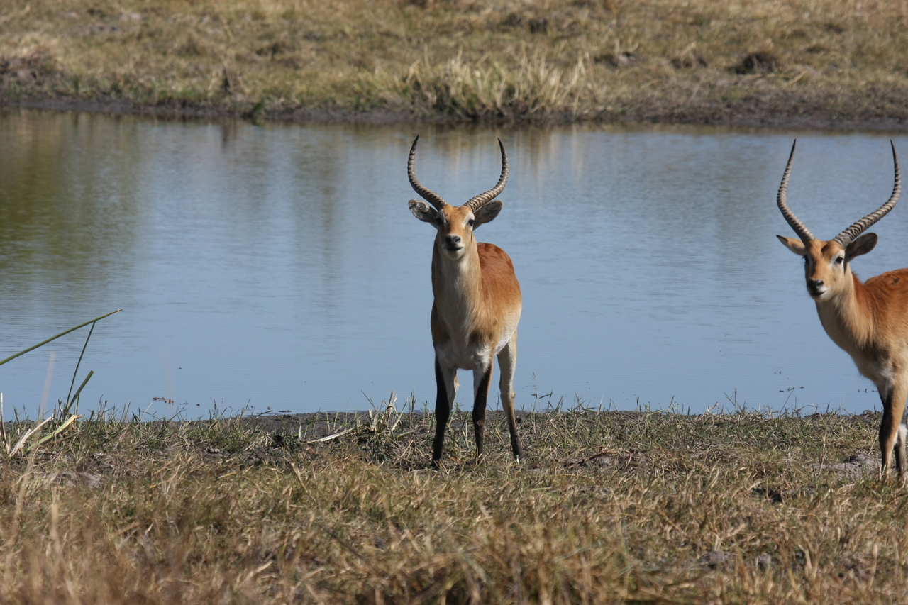 [19693] 2016_06_28_05_31_45_Africa_Canon_EOS_40D_IMG__03072.jpg