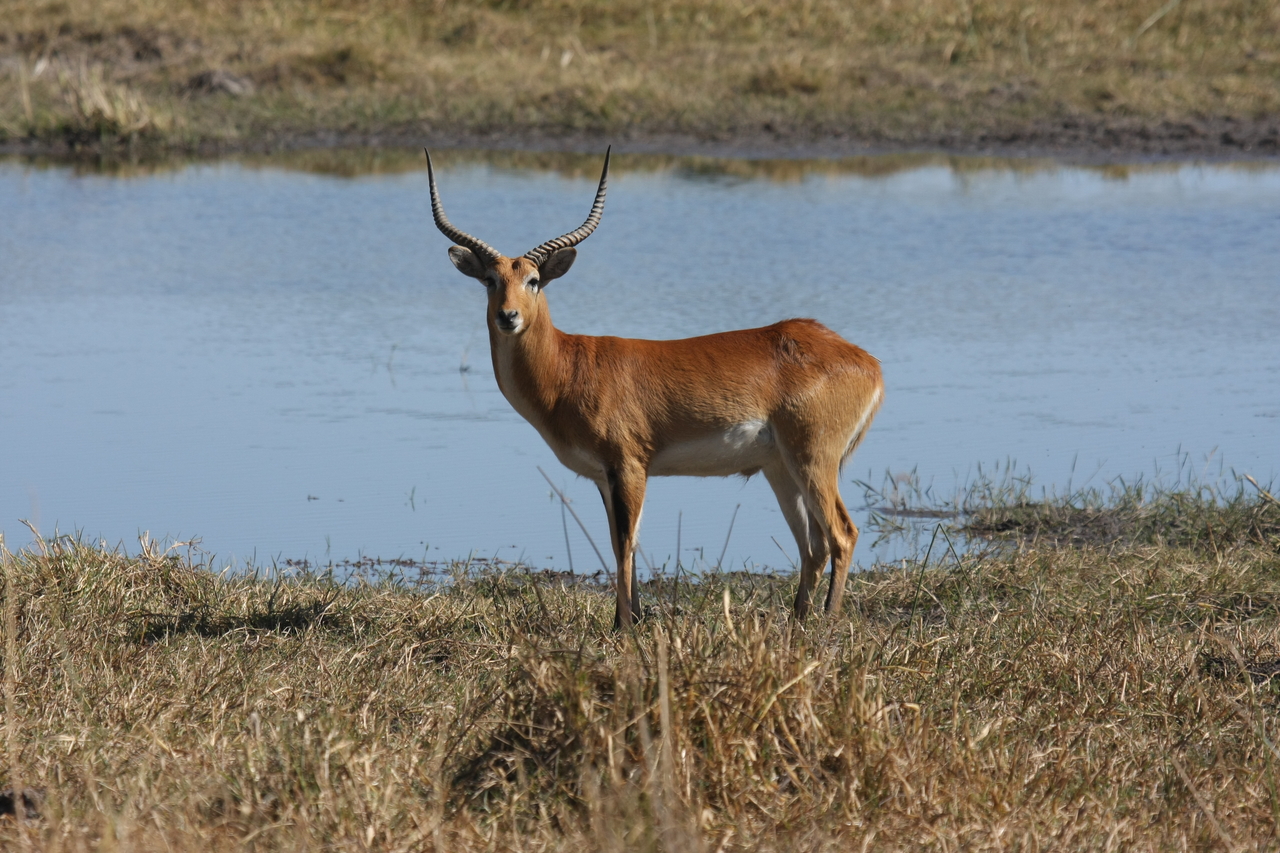 [19697] 2016_06_28_05_31_49_Africa_Canon_EOS_40D_IMG__00687.jpg