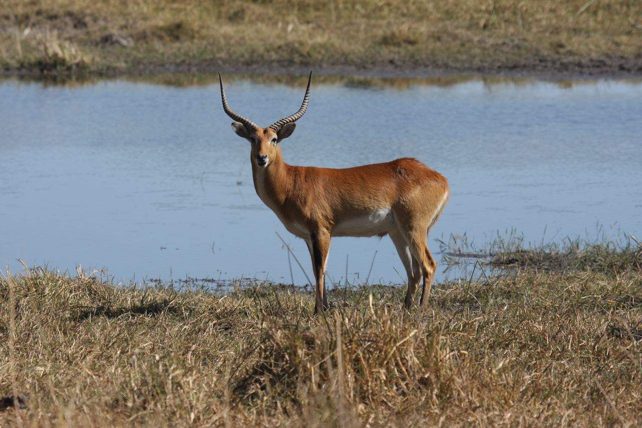 [19698] 2016_06_28_05_31_49_Africa_Canon_EOS_40D_IMG__00688.jpg