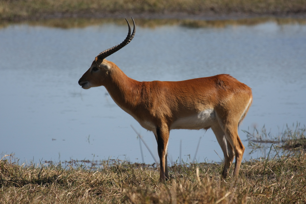 [19705] 2016_06_28_05_31_58_Africa_Canon_EOS_40D_IMG__03076.jpg