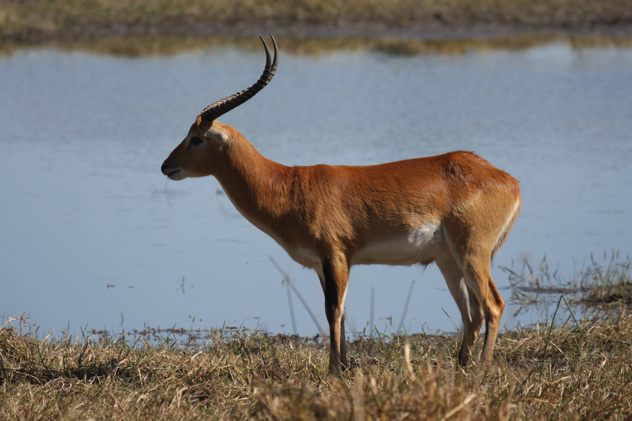 [19706] 2016_06_28_05_31_58_Africa_Canon_EOS_40D_IMG__03077.jpg