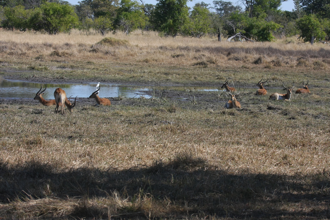 [19716] 2016_06_28_05_32_29_Africa_Canon_EOS_40D_IMG__03081.jpg