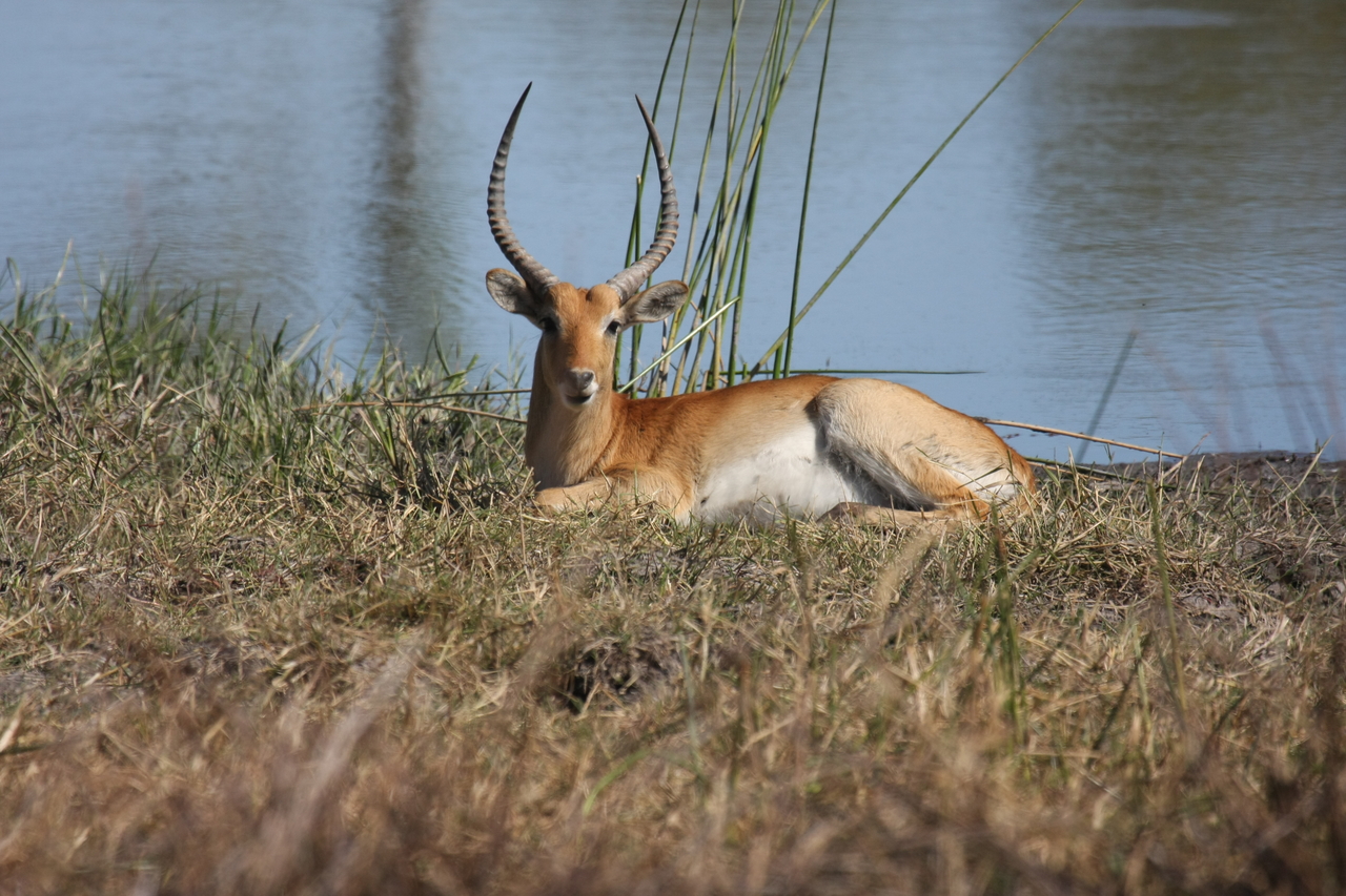 [19728] 2016_06_28_05_32_46_Africa_Canon_EOS_40D_IMG__10531.jpg
