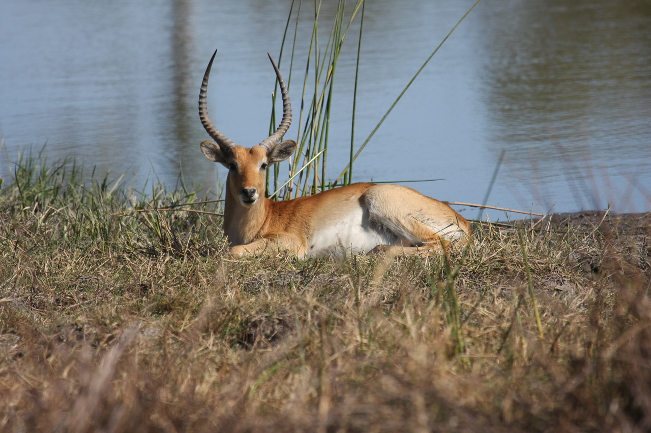 [19733] 2016_06_28_05_32_56_Africa_Canon_EOS_40D_IMG__03086.jpg