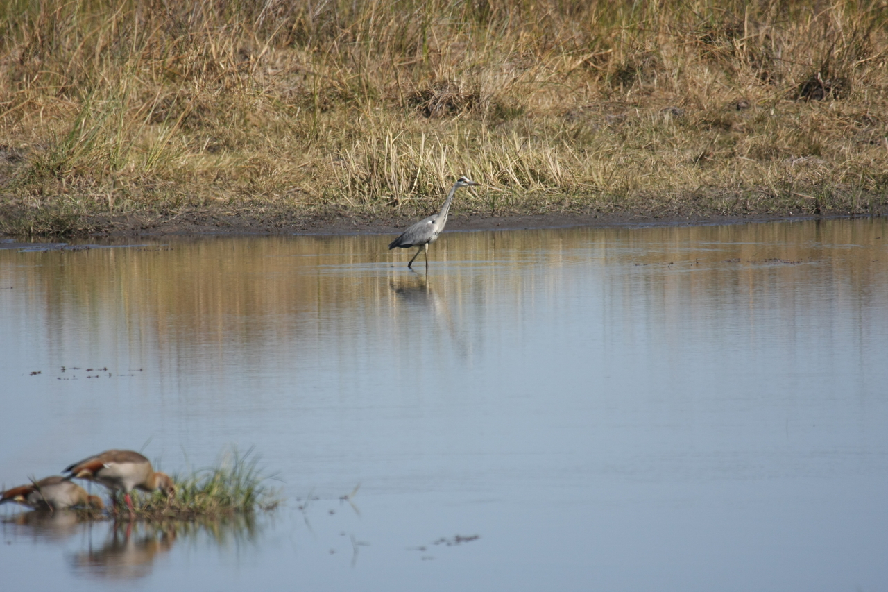 [19739] 2016_06_28_05_33_07_Africa_Canon_EOS_40D_IMG__00703.jpg