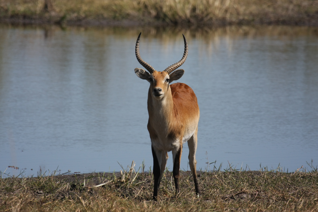 [19763] 2016_06_28_05_33_33_Africa_Canon_EOS_40D_IMG__00711.jpg