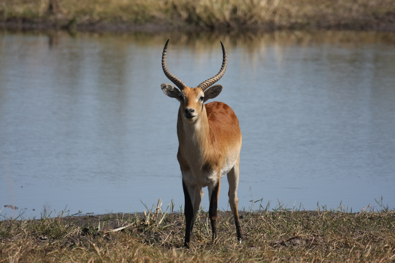 [19764] 2016_06_28_05_33_33_Africa_Canon_EOS_40D_IMG__00712.jpg