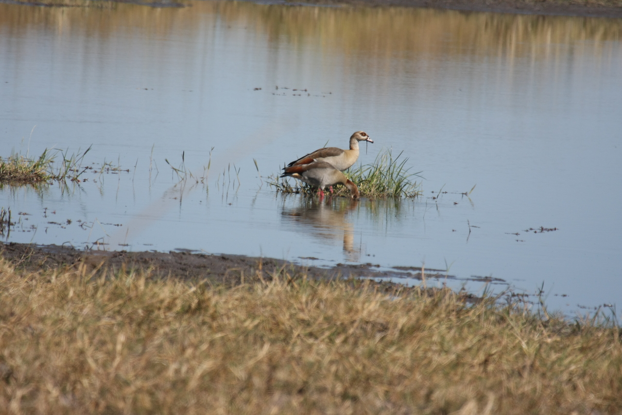 [19778] 2016_06_28_05_33_59_Africa_Canon_EOS_40D_IMG__03103.jpg