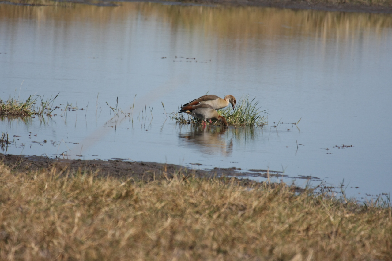 [19783] 2016_06_28_05_33_59_Africa_Canon_EOS_40D_IMG__10552.jpg