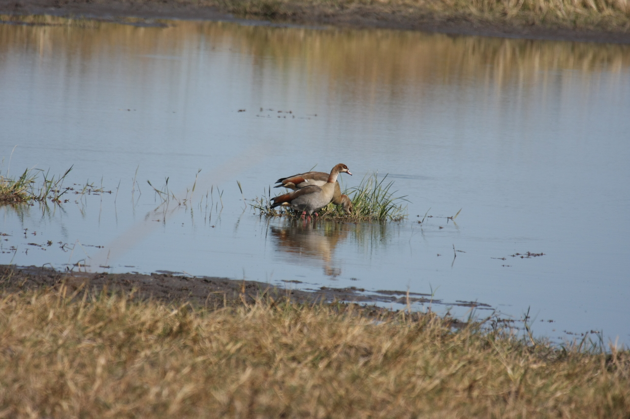 [19784] 2016_06_28_05_34_03_Africa_Canon_EOS_40D_IMG__00719.jpg