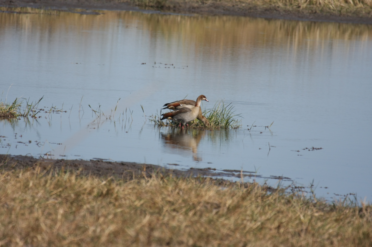 [19788] 2016_06_28_05_34_03_Africa_Canon_EOS_40D_IMG__03107.jpg