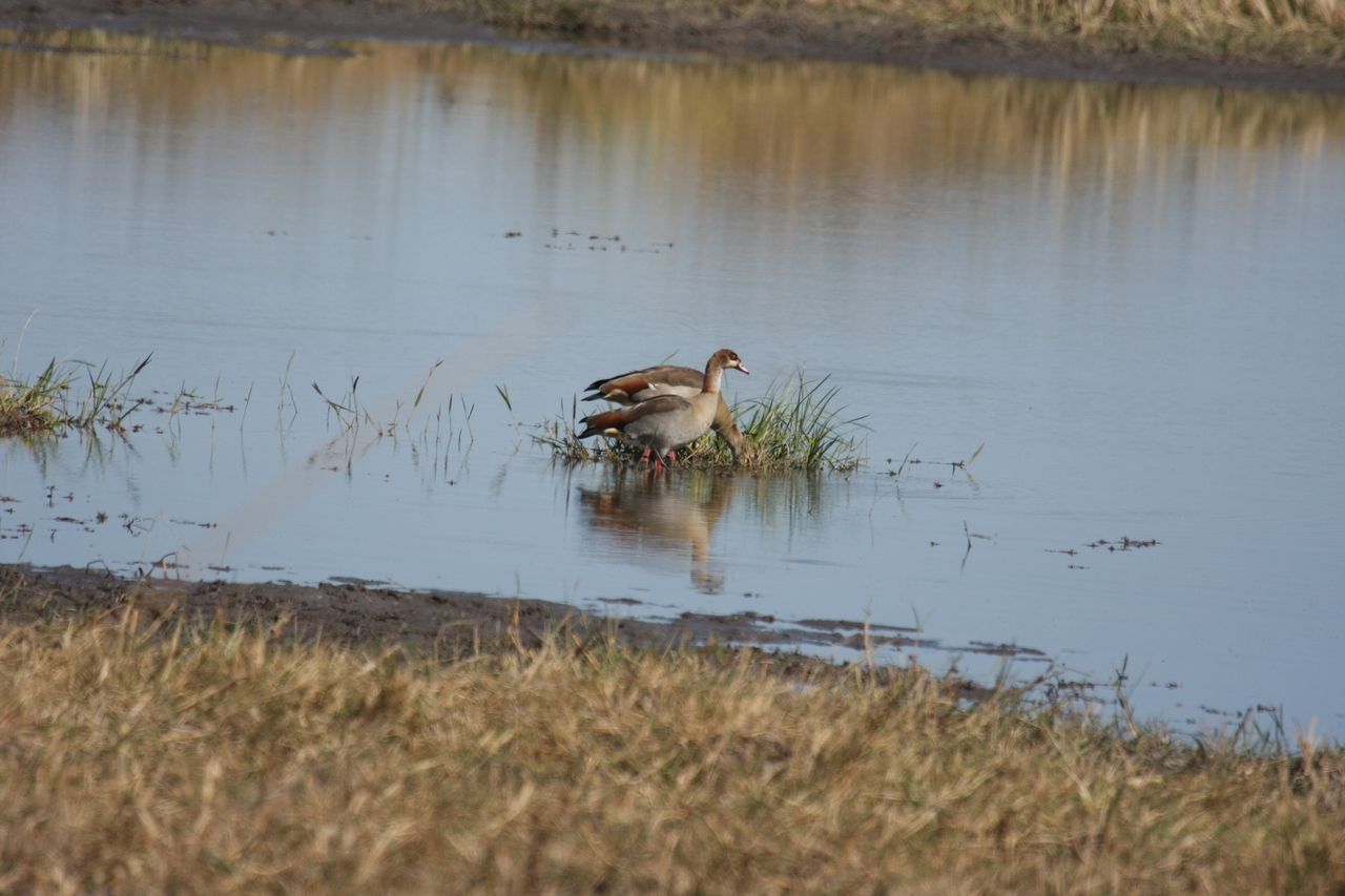 [19789] 2016_06_28_05_34_03_Africa_Canon_EOS_40D_IMG__03108.jpg