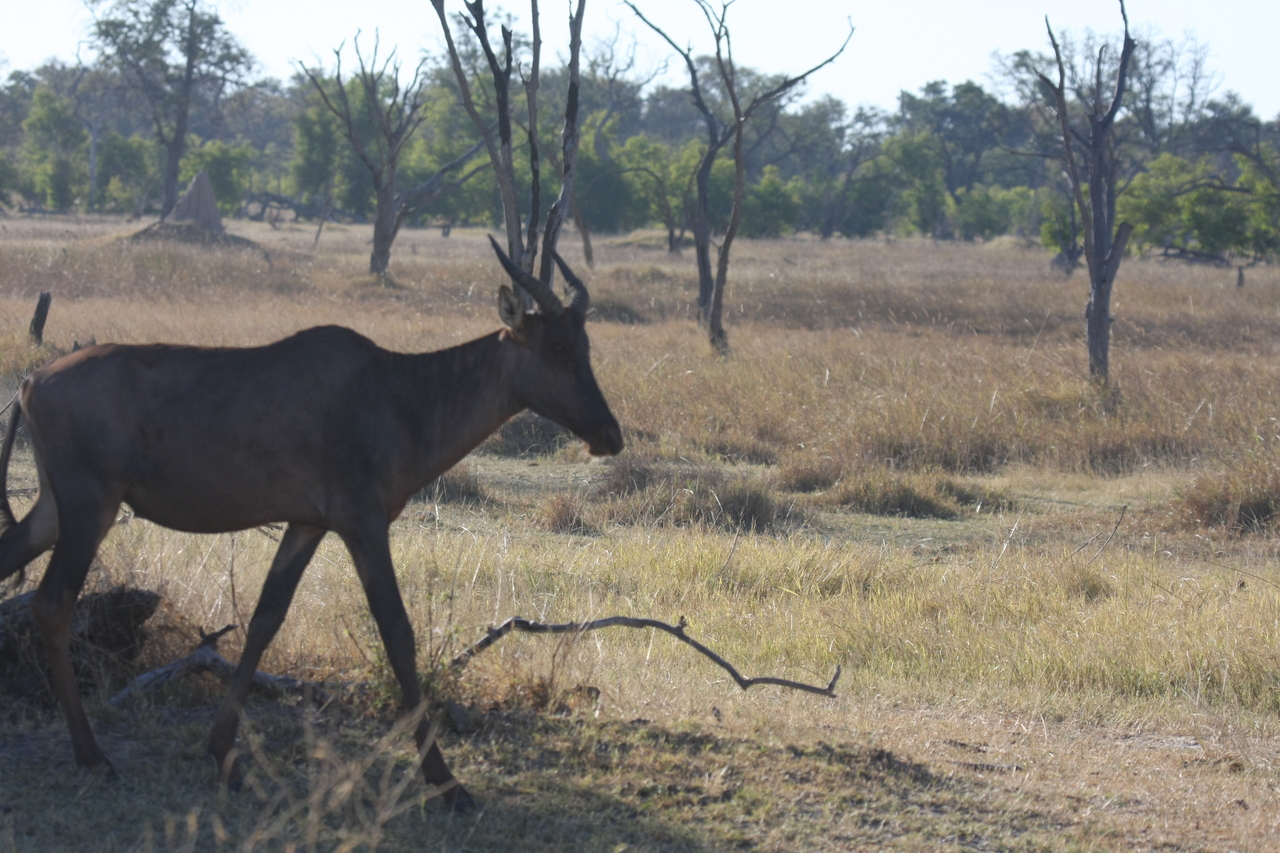 [19975] 2016_06_28_10_22_29_Africa_Canon_EOS_40D_IMG__03110.jpg