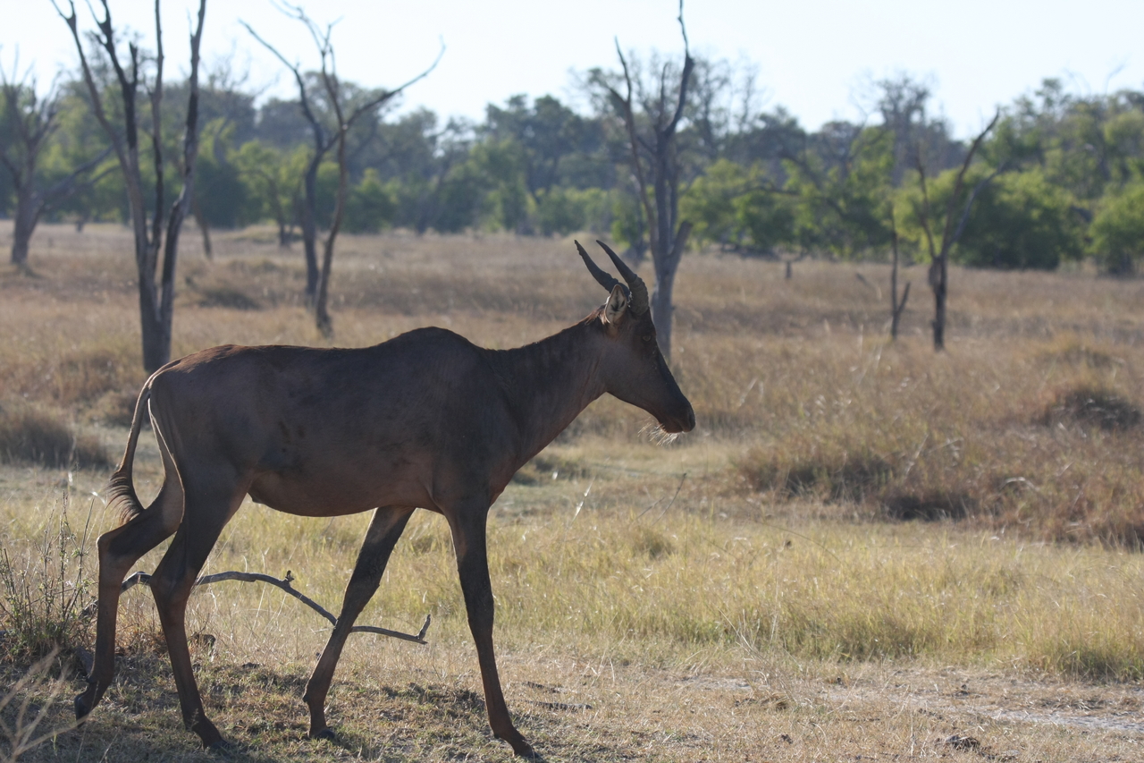 [19981] 2016_06_28_10_22_30_Africa_Canon_EOS_40D_IMG__03113.jpg