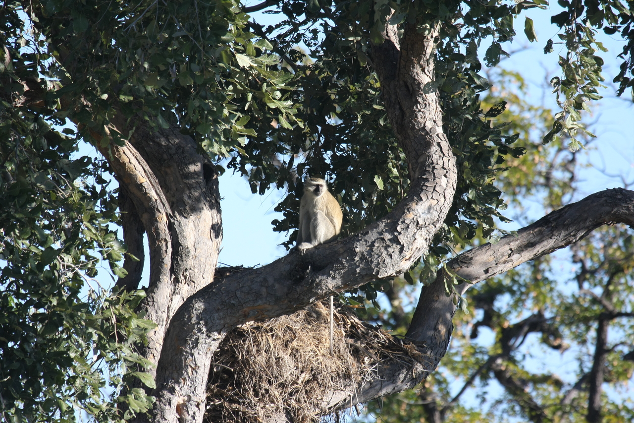 [20014] 2016_06_28_10_28_24_Africa_Canon_EOS_40D_IMG__03125.jpg