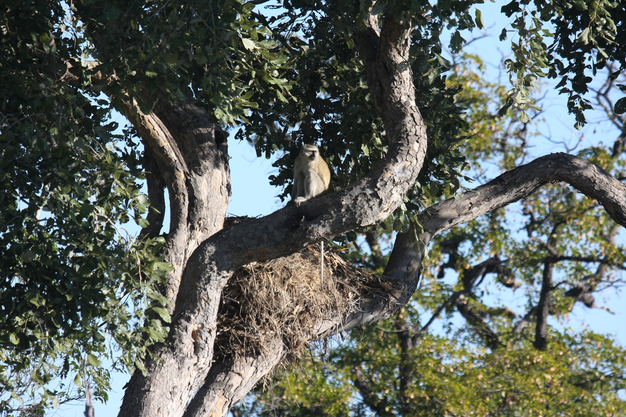 [20017] 2016_06_28_10_28_36_Africa_Canon_EOS_40D_IMG__00740.jpg