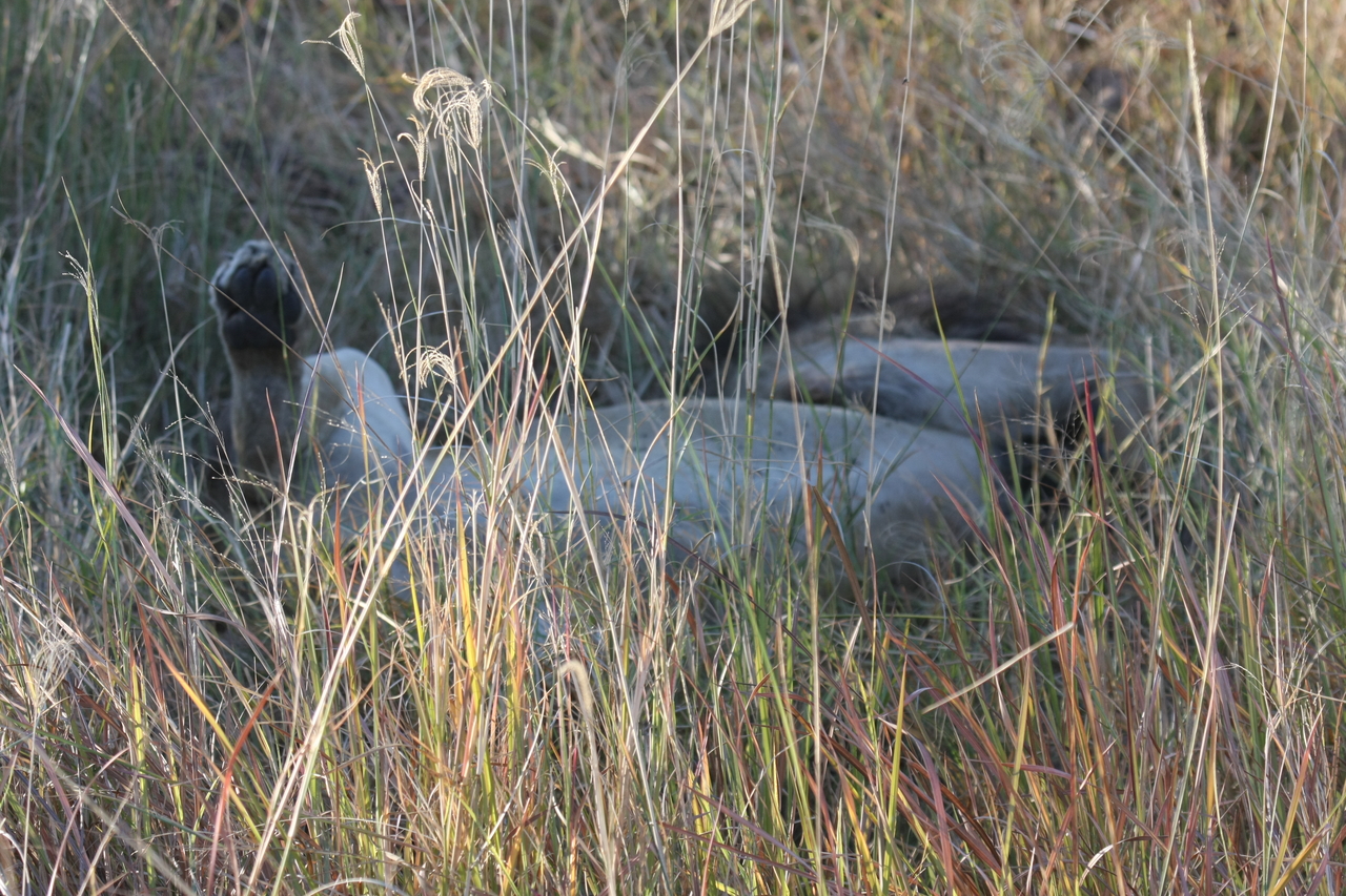 [20040] 2016_06_28_10_49_18_Africa_Canon_EOS_40D_IMG__03128.jpg