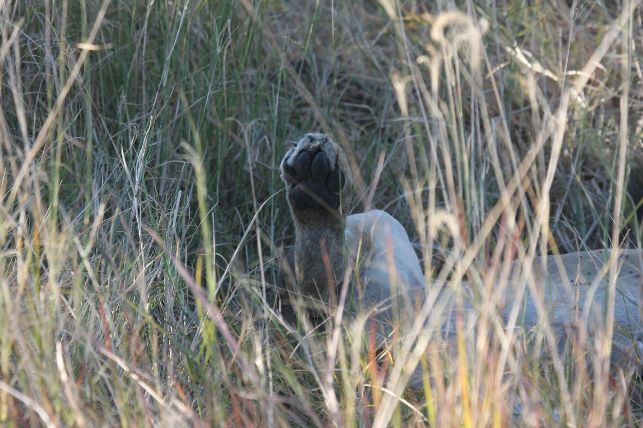 [20044] 2016_06_28_10_49_22_Africa_Canon_EOS_40D_IMG__00743.jpg