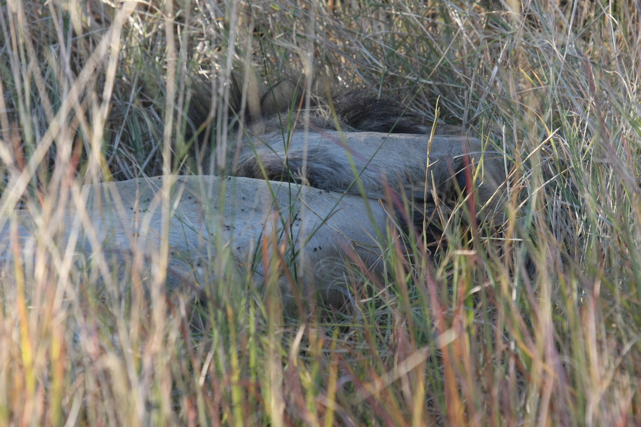 [20052] 2016_06_28_10_49_26_Africa_Canon_EOS_40D_IMG__03132.jpg