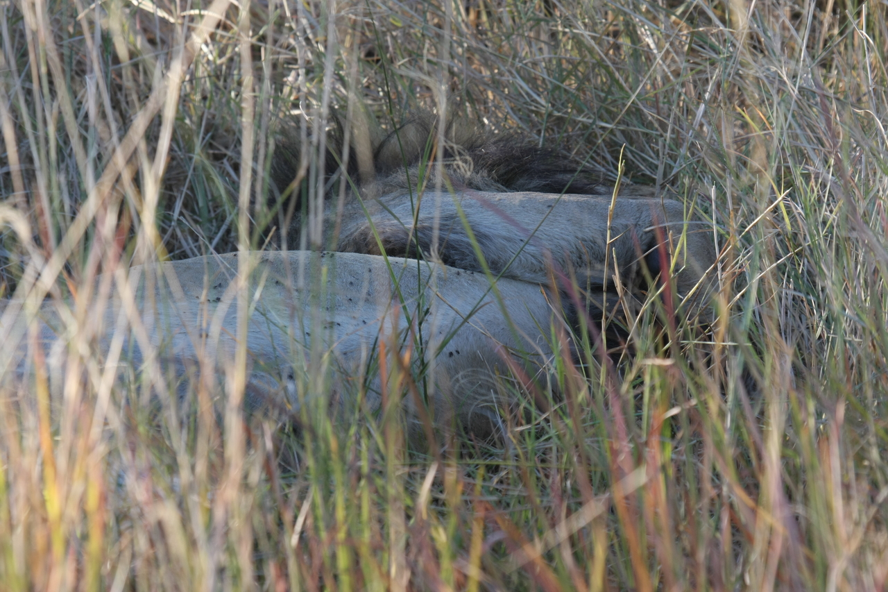 [20055] 2016_06_28_10_49_26_Africa_Canon_EOS_40D_IMG__10581.jpg