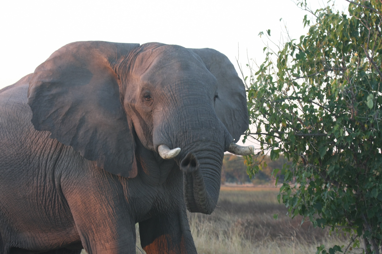 [20105] 2016_06_28_11_51_35_Africa_Canon_EOS_40D_IMG__03137.jpg