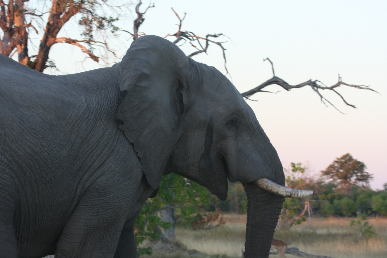 [20120] 2016_06_28_11_52_33_Africa_Canon_EOS_40D_IMG__03140.jpg