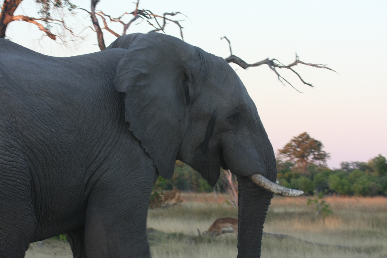 [20123] 2016_06_28_11_52_33_Africa_Canon_EOS_40D_IMG__10588.jpg