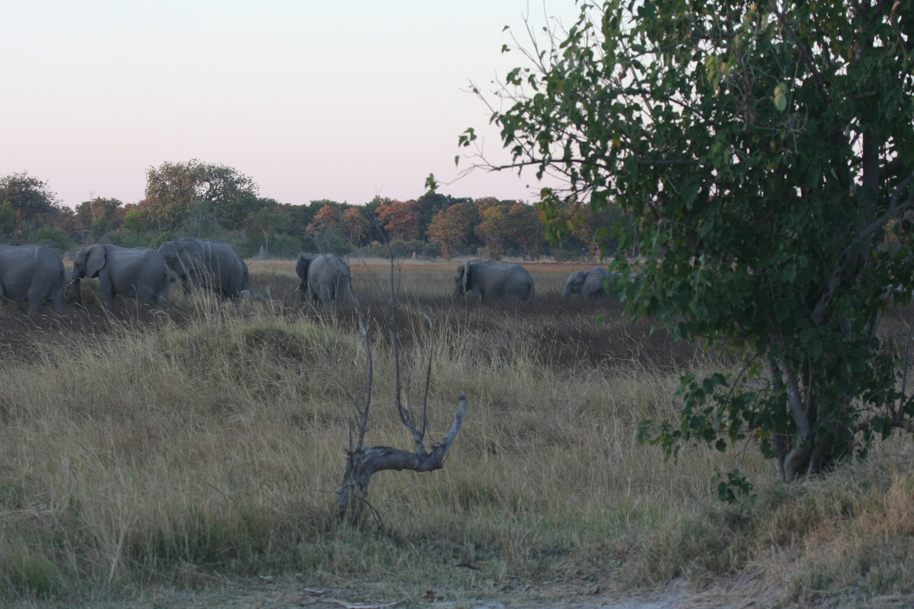 [20131] 2016_06_28_11_52_46_Africa_Canon_EOS_40D_IMG__03145.jpg