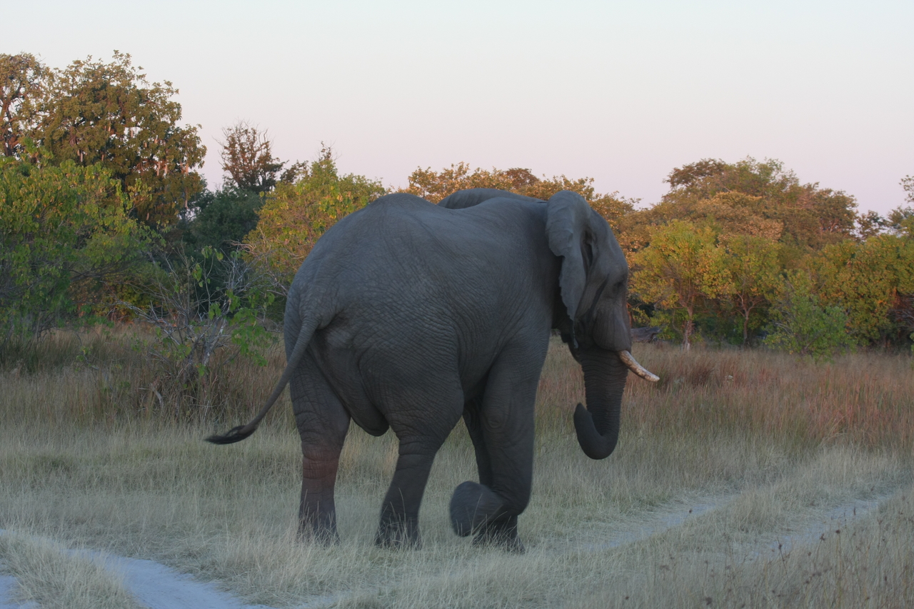 [20137] 2016_06_28_11_52_53_Africa_Canon_EOS_40D_IMG__03147.jpg
