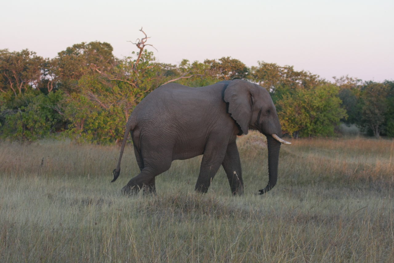 [20146] 2016_06_28_11_53_04_Africa_Canon_EOS_40D_IMG__00764.jpg