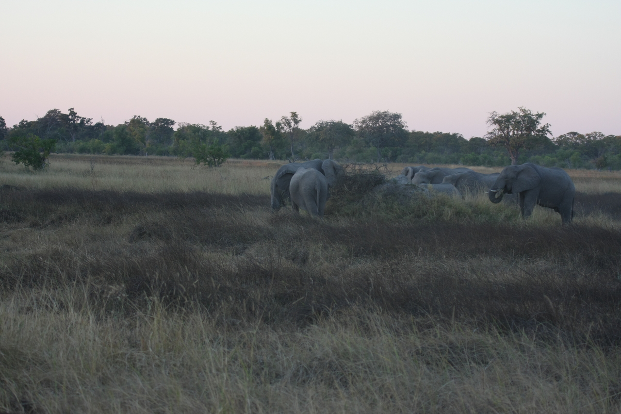 [20182] 2016_06_28_11_54_19_Africa_Canon_EOS_40D_IMG__03163.jpg