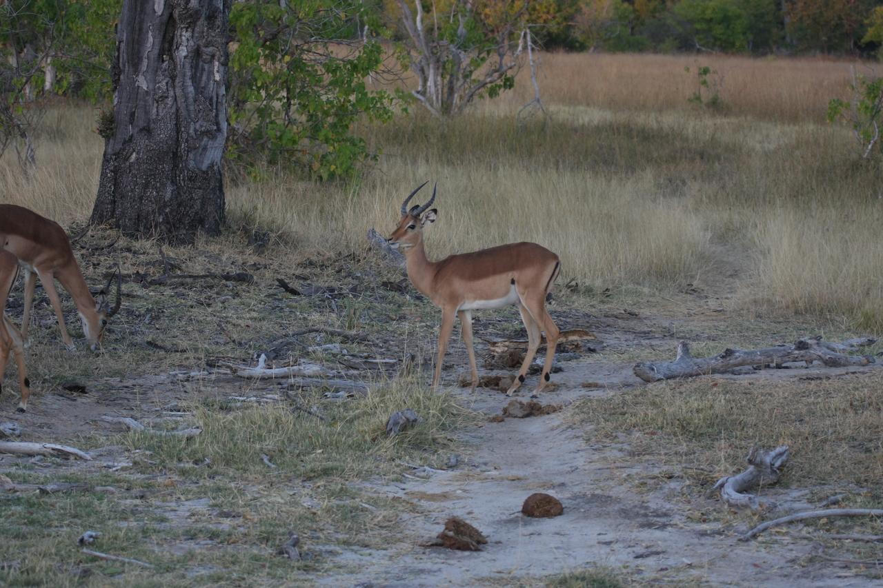 [20189] 2016_06_28_11_54_29_Africa_Canon_EOS_40D_IMG__03165.jpg