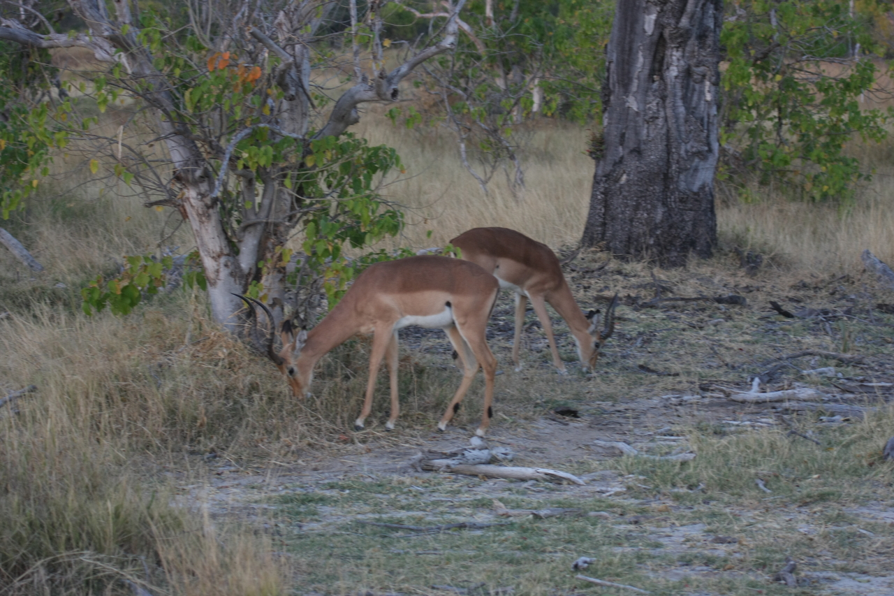 [20194] 2016_06_28_11_54_30_Africa_Canon_EOS_40D_IMG__03169.jpg
