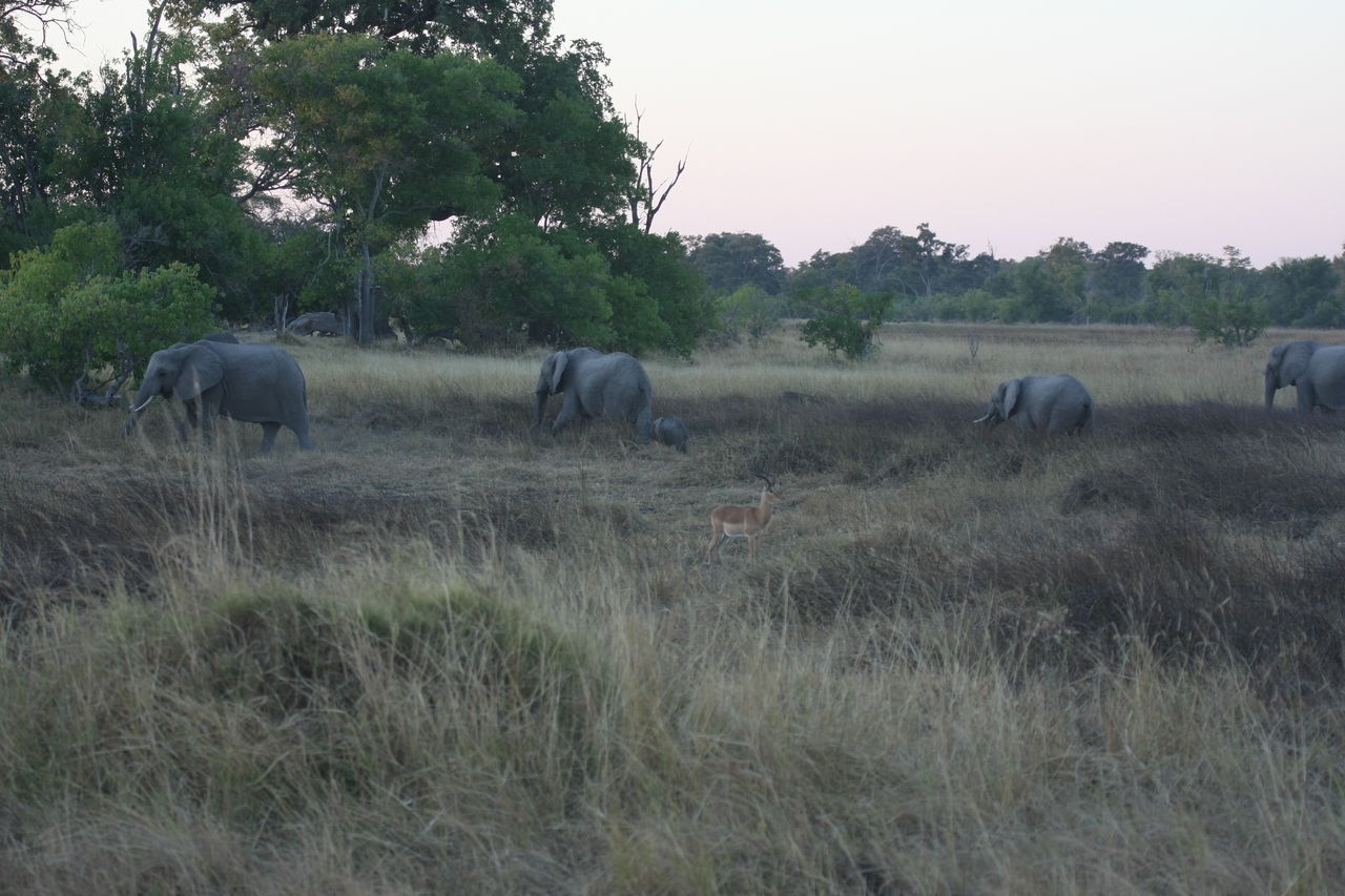 [20206] 2016_06_28_11_55_13_Africa_Canon_EOS_40D_IMG__00783.jpg