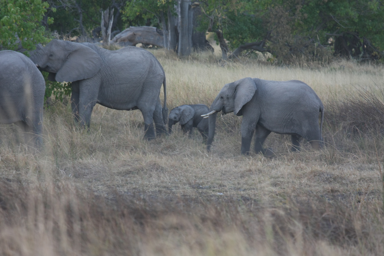 [20218] 2016_06_28_11_55_33_Africa_Canon_EOS_40D_IMG__00785.jpg
