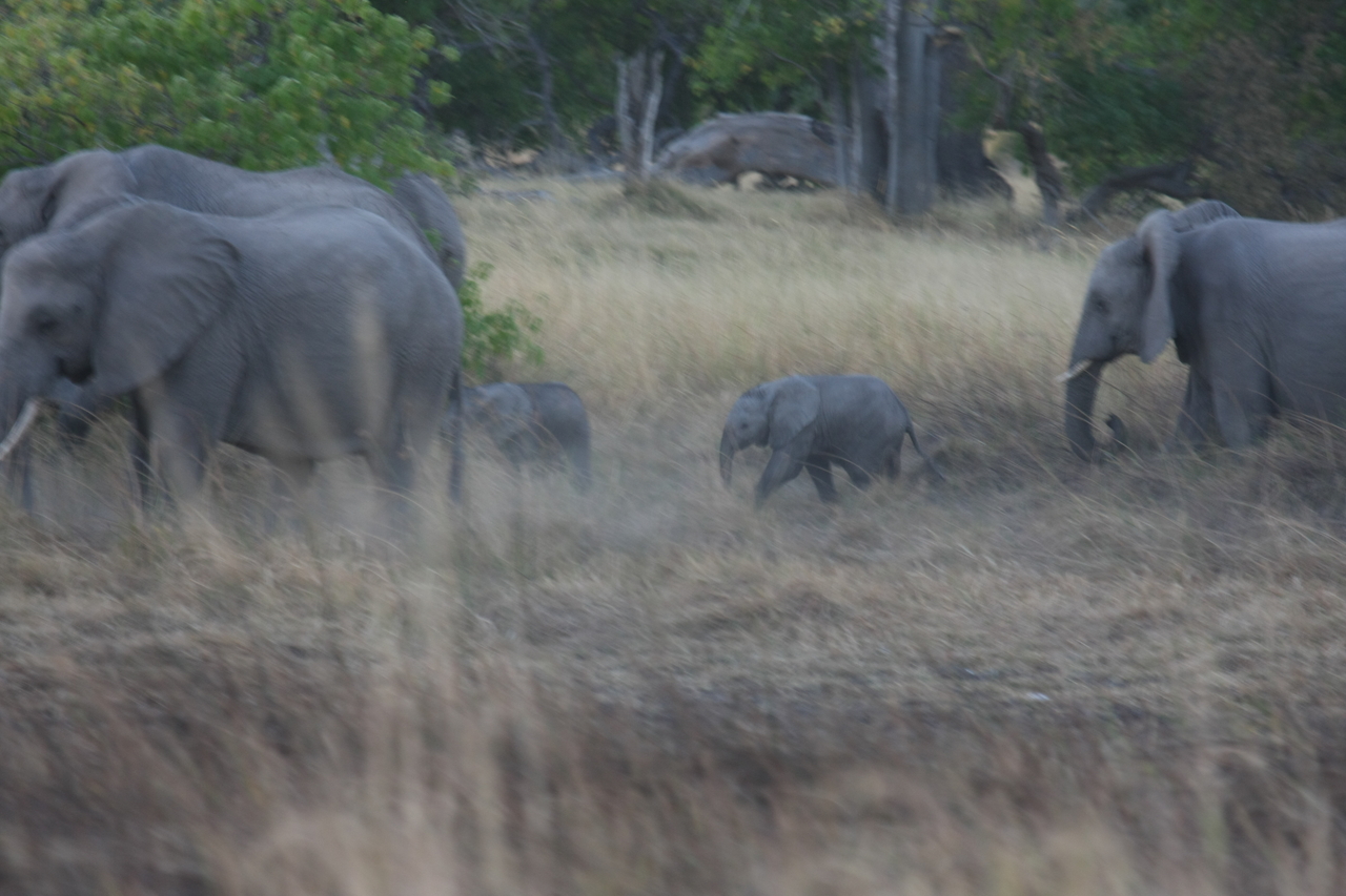 [20229] 2016_06_28_11_55_51_Africa_Canon_EOS_40D_IMG__03176.jpg