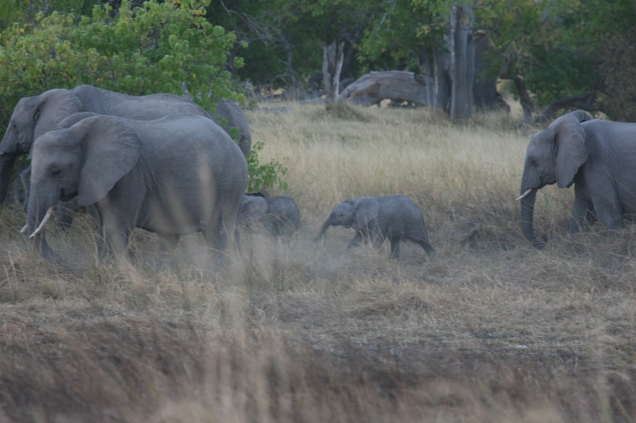 [20233] 2016_06_28_11_55_52_Africa_Canon_EOS_40D_IMG__00790.jpg