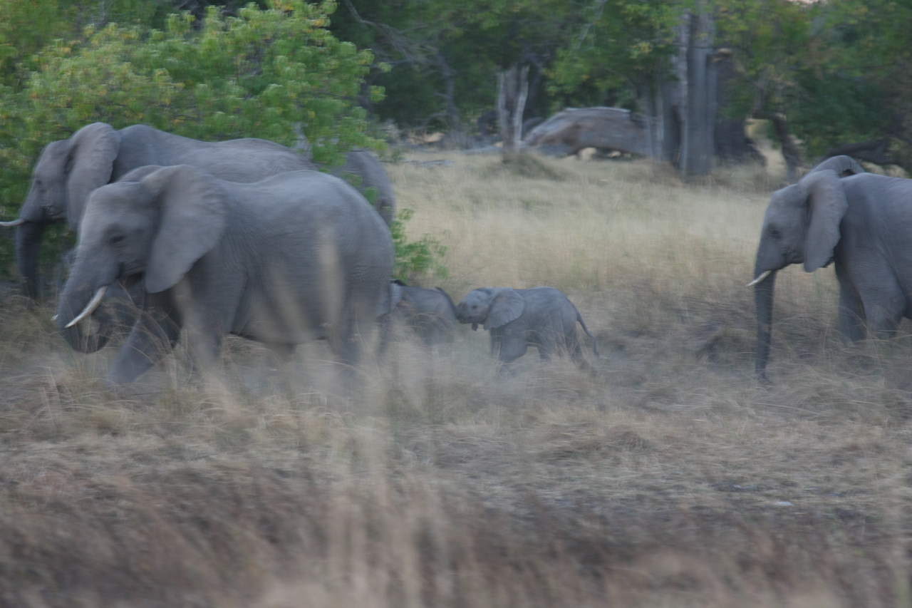 [20234] 2016_06_28_11_55_52_Africa_Canon_EOS_40D_IMG__00792.jpg