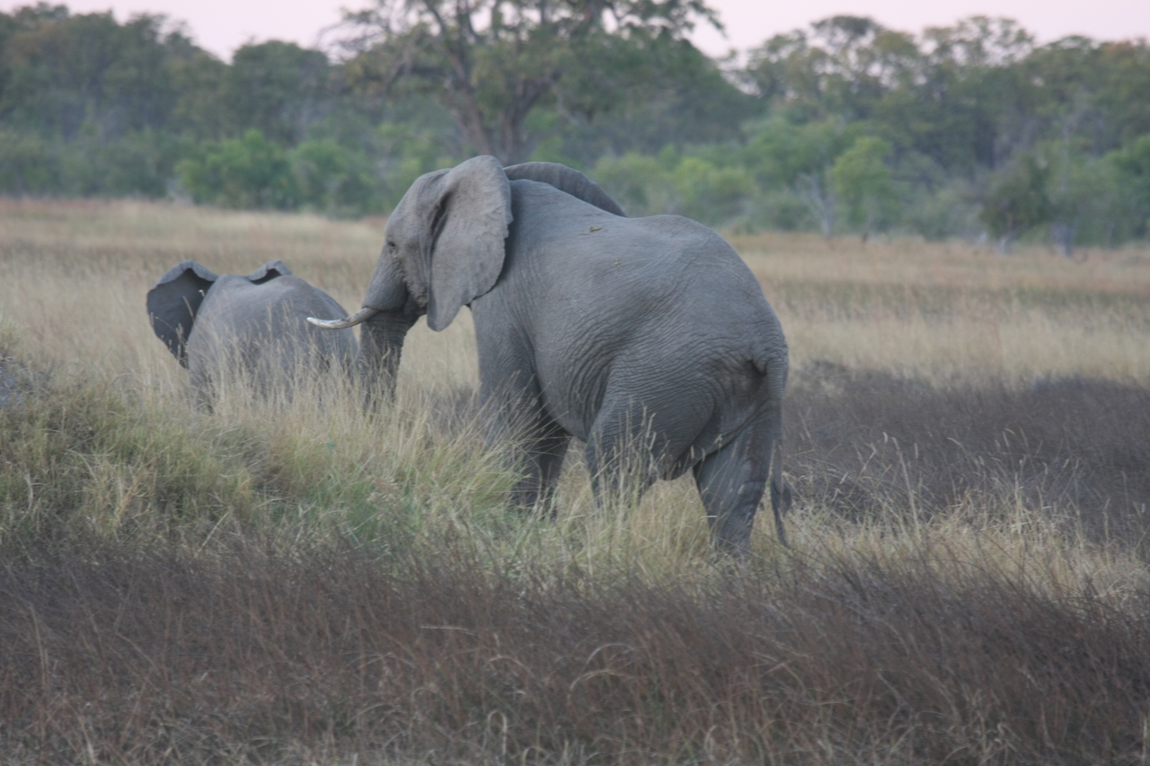 [20239] 2016_06_28_11_56_20_Africa_Canon_EOS_40D_IMG__00793.jpg